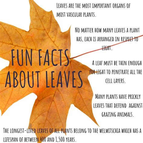 10 fun facts about leaves
